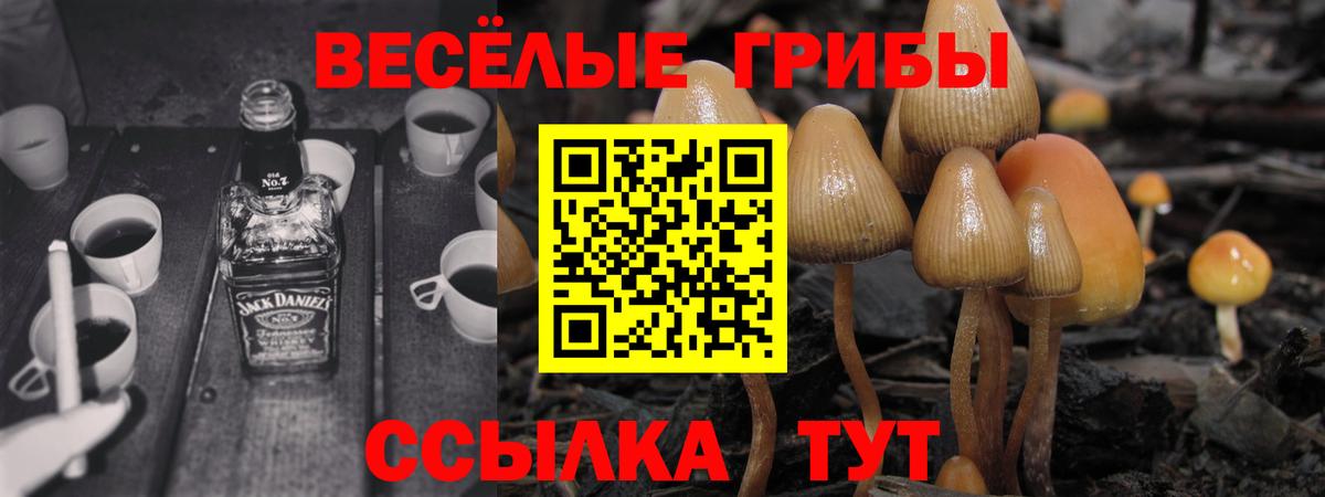 Галлюциногенные грибы Cubensis Елец